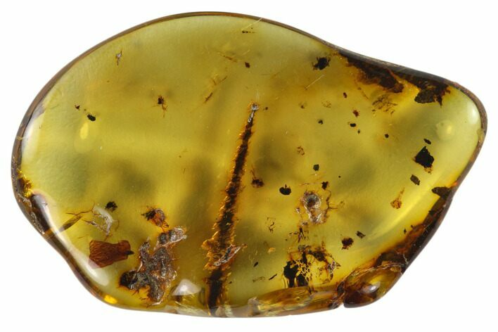 Polished Chiapas Amber ( g) - Mexico #114816